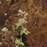Gamochaeta pensylvanica (Willd.) Cabrera